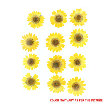 My Store DRY PRESSED FLOWER Yellow Daisy Pressed Dry Flower Fl2002
