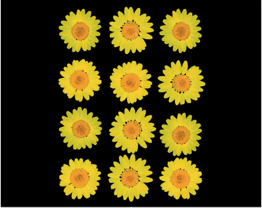 My Store DRY PRESSED FLOWER YELLOW DAISY PRESSED DRY FLOWER FL2002