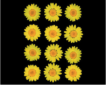 My Store DRY PRESSED FLOWER YELLOW DAISY PRESSED DRY FLOWER FL2002