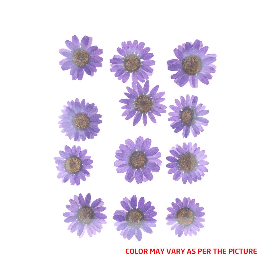 My Store DRY PRESSED FLOWER Violet Daisy Pressed Dry Flower Fl2003