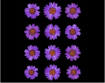 My Store DRY PRESSED FLOWER VIOLET DAISY PRESSED DRY FLOWER FL2003