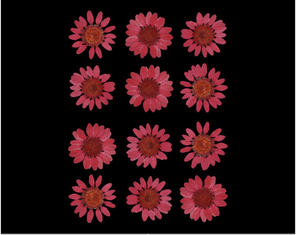 My Store DRY PRESSED FLOWER MAROON DAISY PRESSED DRY FLOWER FL2004