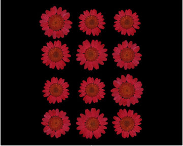 My Store DRY PRESSED FLOWER RED DAISY PRESSED DRY FLOWER FL2005