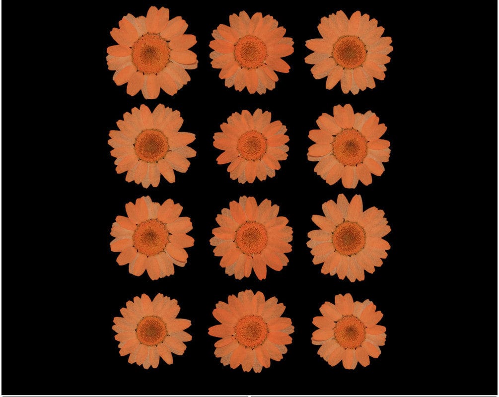 My Store DRY PRESSED FLOWER ORANGE DAISY PRESSED DRY FLOWER FL2006