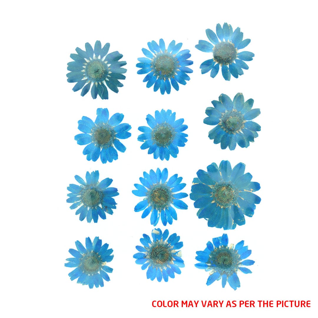 My Store DRY PRESSED FLOWER Firozi Daisy Pressed Dry Flower Fl2007