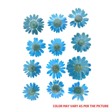 My Store DRY PRESSED FLOWER Firozi Daisy Pressed Dry Flower Fl2007