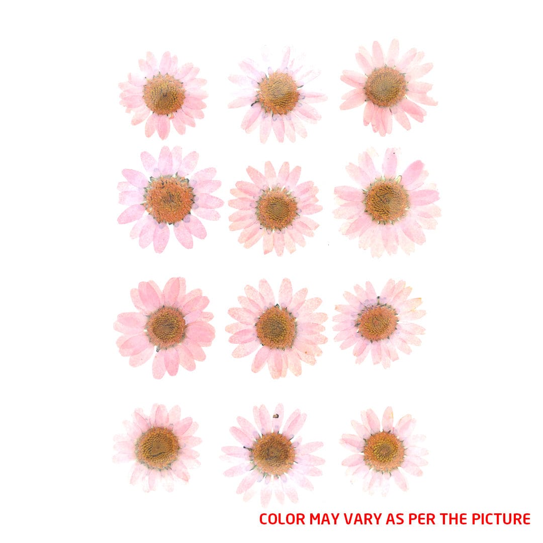 My Store DRY PRESSED FLOWER Baby Pink Daisy Pressed Dry Flower Fl2009