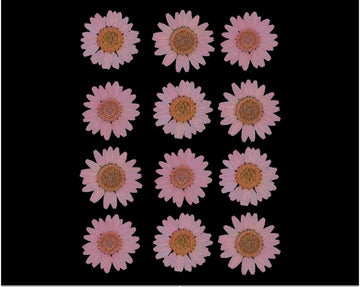 My Store DRY PRESSED FLOWER BABY PINK DAISY PRESSED DRY FLOWER FL2009