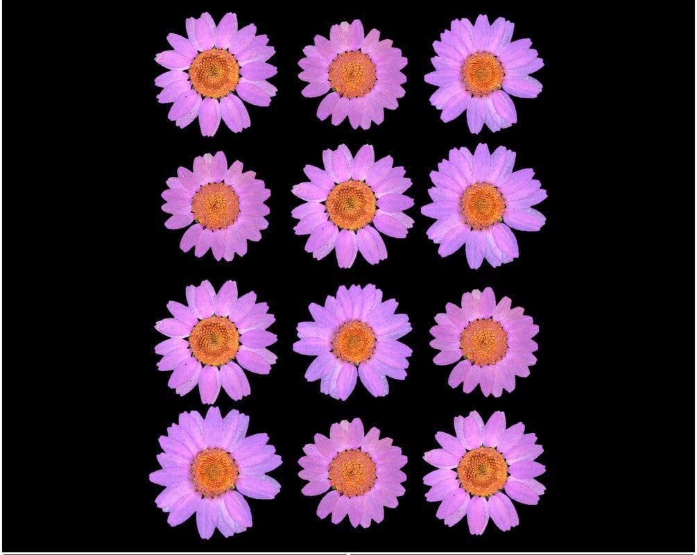 My Store DRY PRESSED FLOWER LIGHT PINK DAISY PRESSED DRY FLOWER FL2010