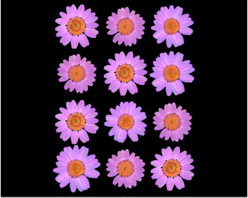 My Store DRY PRESSED FLOWER LIGHT PINK DAISY PRESSED DRY FLOWER FL2010