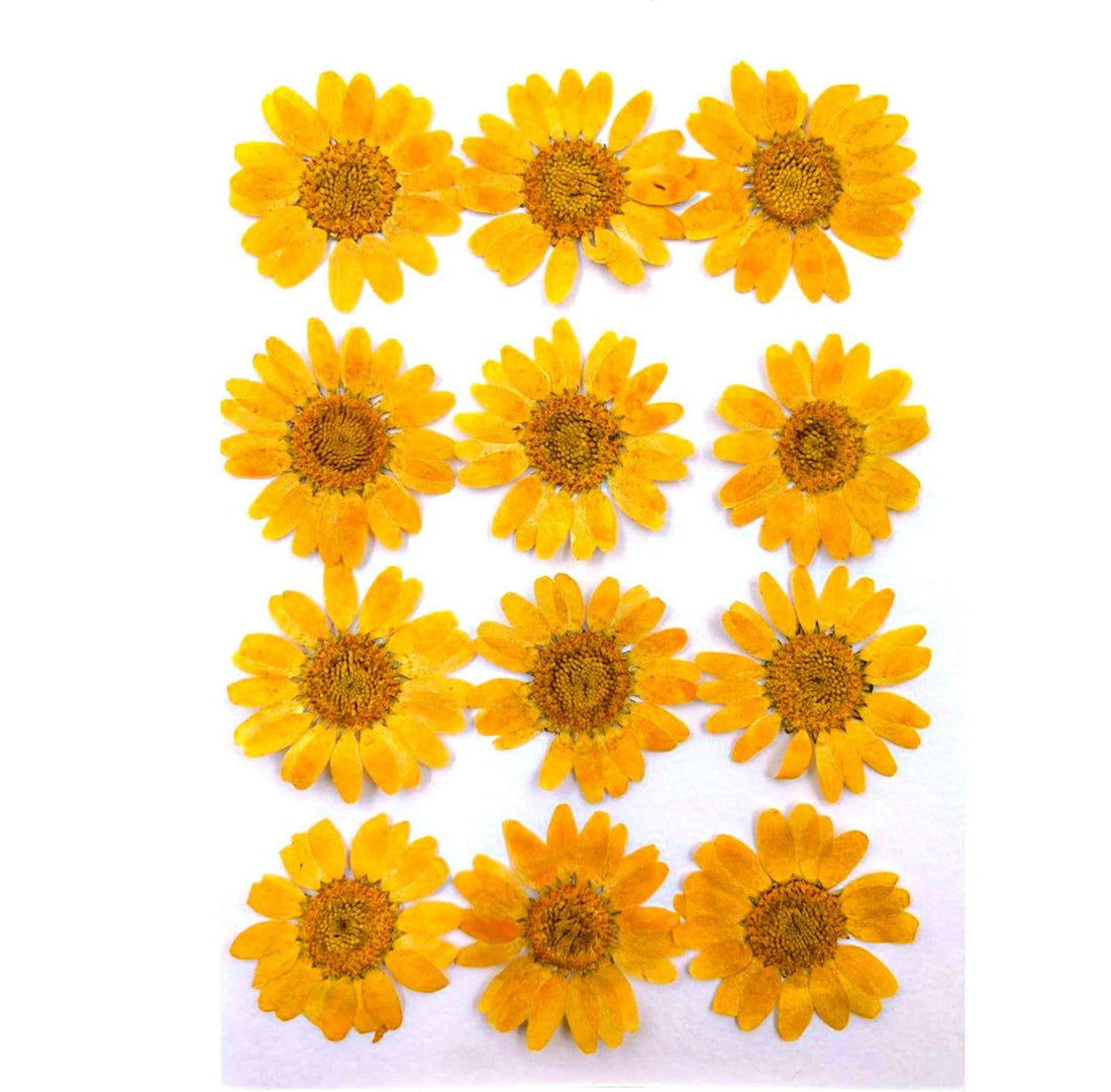 My Store DRY PRESSED FLOWER LIGHT ORANGE DAISY PRESSED DRY FLOWER