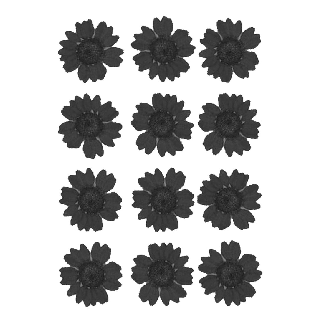 My Store DRY PRESSED FLOWER BLACK DAISY PRESSED DRY FLOWER