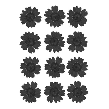 My Store DRY PRESSED FLOWER BLACK DAISY PRESSED DRY FLOWER