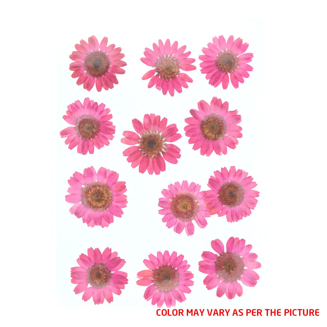 My Store DRY PRESSED FLOWER Magenta Daisy Pressed Dry Flower