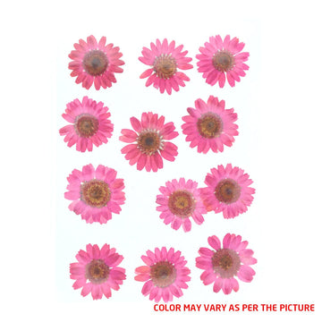 My Store DRY PRESSED FLOWER Magenta Daisy Pressed Dry Flower