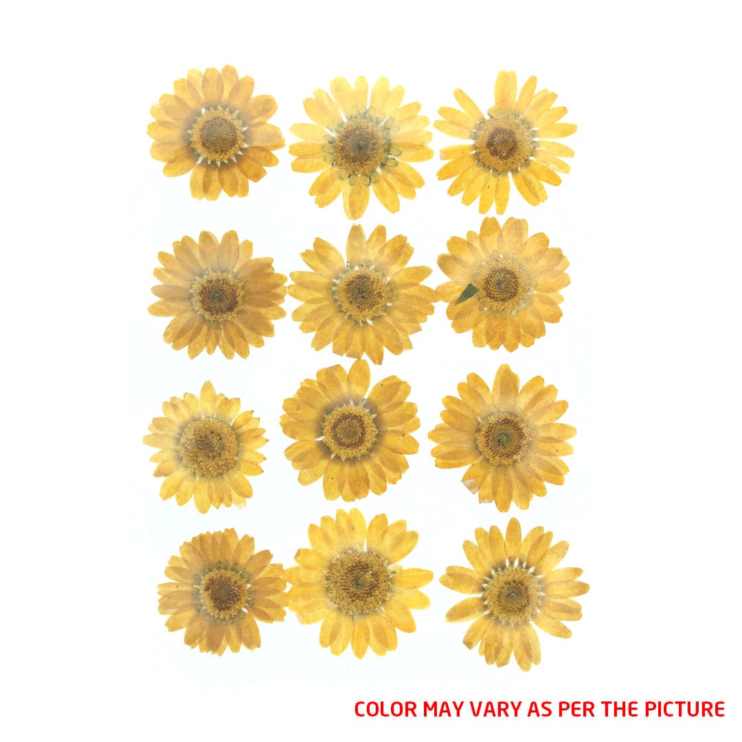 My Store DRY PRESSED FLOWER D.Yellow Daisy Pressed Dry Flower
