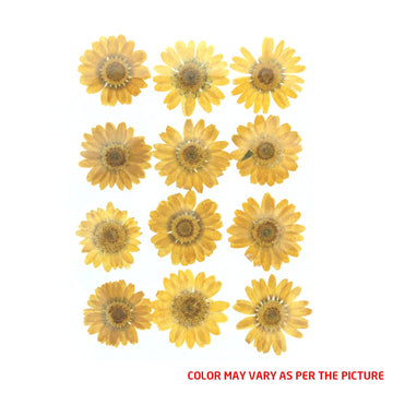 My Store DRY PRESSED FLOWER D.Yellow Daisy Pressed Dry Flower