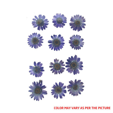 My Store DRY PRESSED FLOWER Deep Violet Daisy Pressed Dry Flower