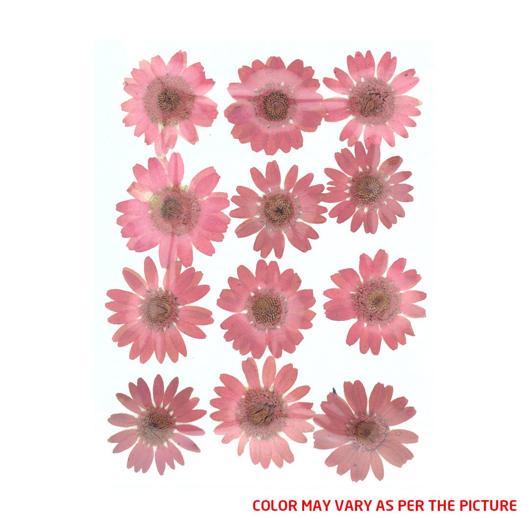 My Store DRY PRESSED FLOWER Dusty Pink Daisy Pressed Dry Flower