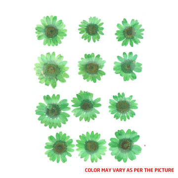 My Store DRY PRESSED FLOWER Forest Green Daisy Pressed Dry Flower