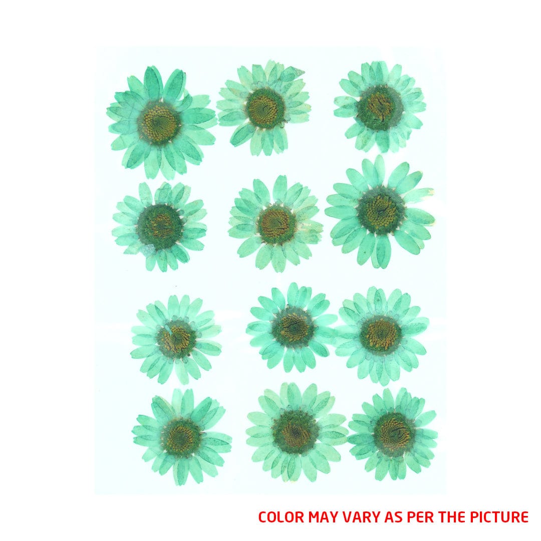 My Store DRY PRESSED FLOWER Mint Green Daisy Pressed Dry Flower