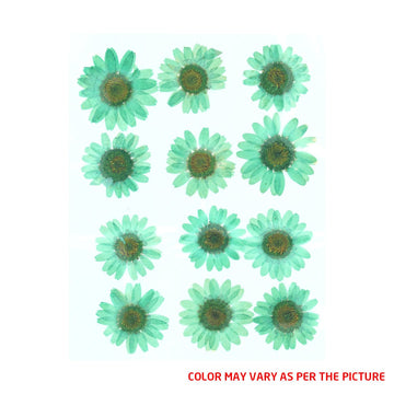 My Store DRY PRESSED FLOWER Mint Green Daisy Pressed Dry Flower