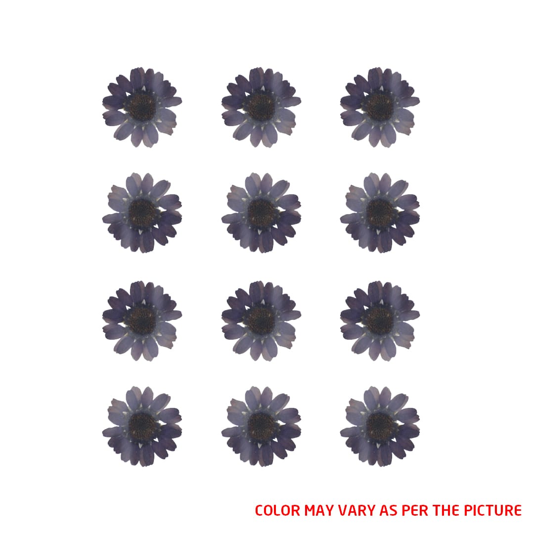 My Store DRY PRESSED FLOWER Mini Dark Purple Daisy Pressed Dry Flower