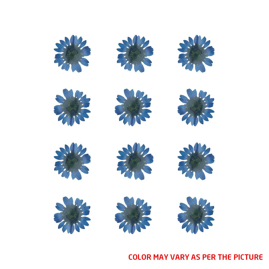 My Store DRY PRESSED FLOWER Mini Dark Blue Daisy Pressed Dry Flower