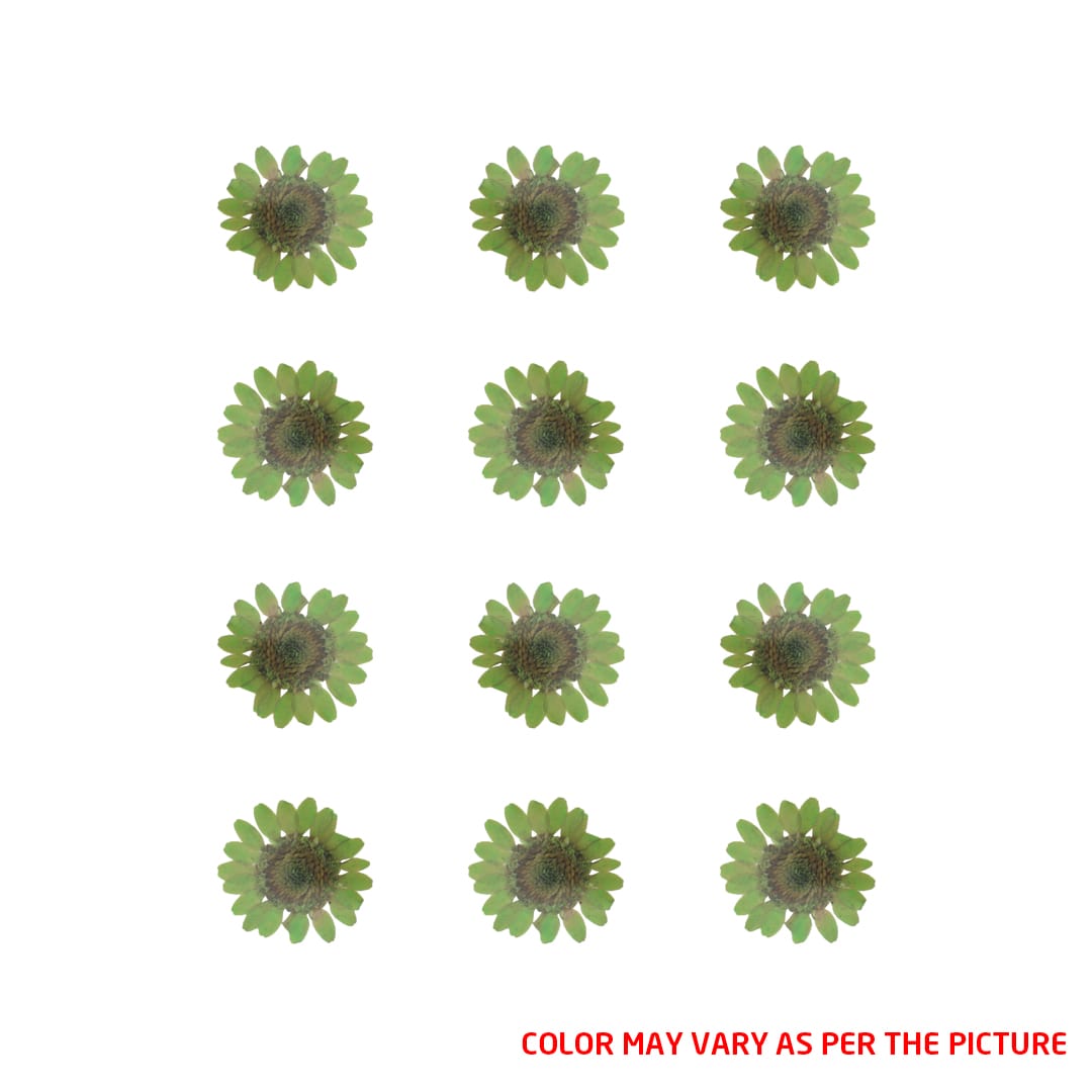 My Store DRY PRESSED FLOWER Mini Green Daisy Pressed Dry Flower