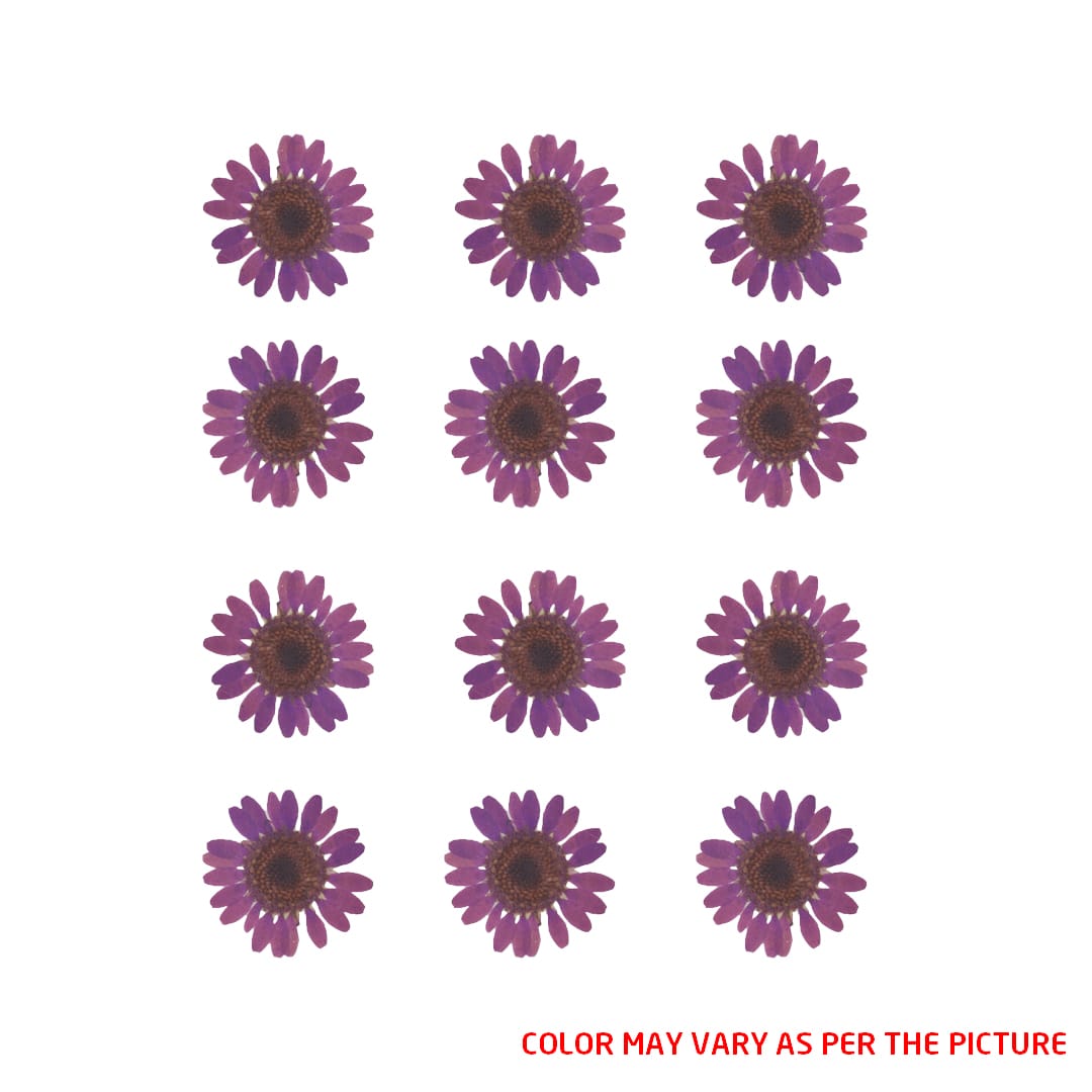 My Store DRY PRESSED FLOWER Mini Lavender Daisy Pressed Dry Flower