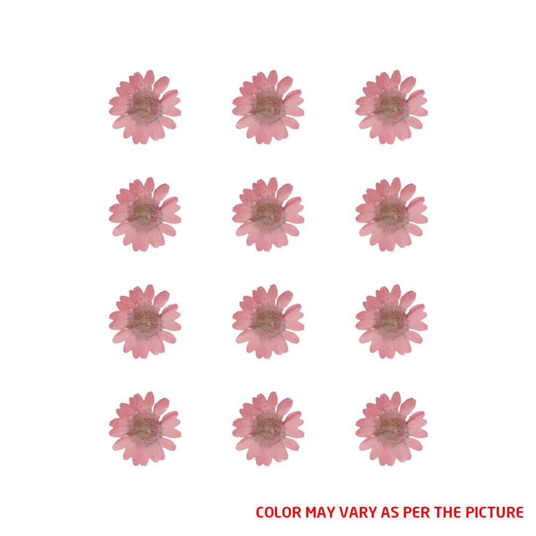 My Store DRY PRESSED FLOWER Mini Pink Daisy Pressed Dry Flower