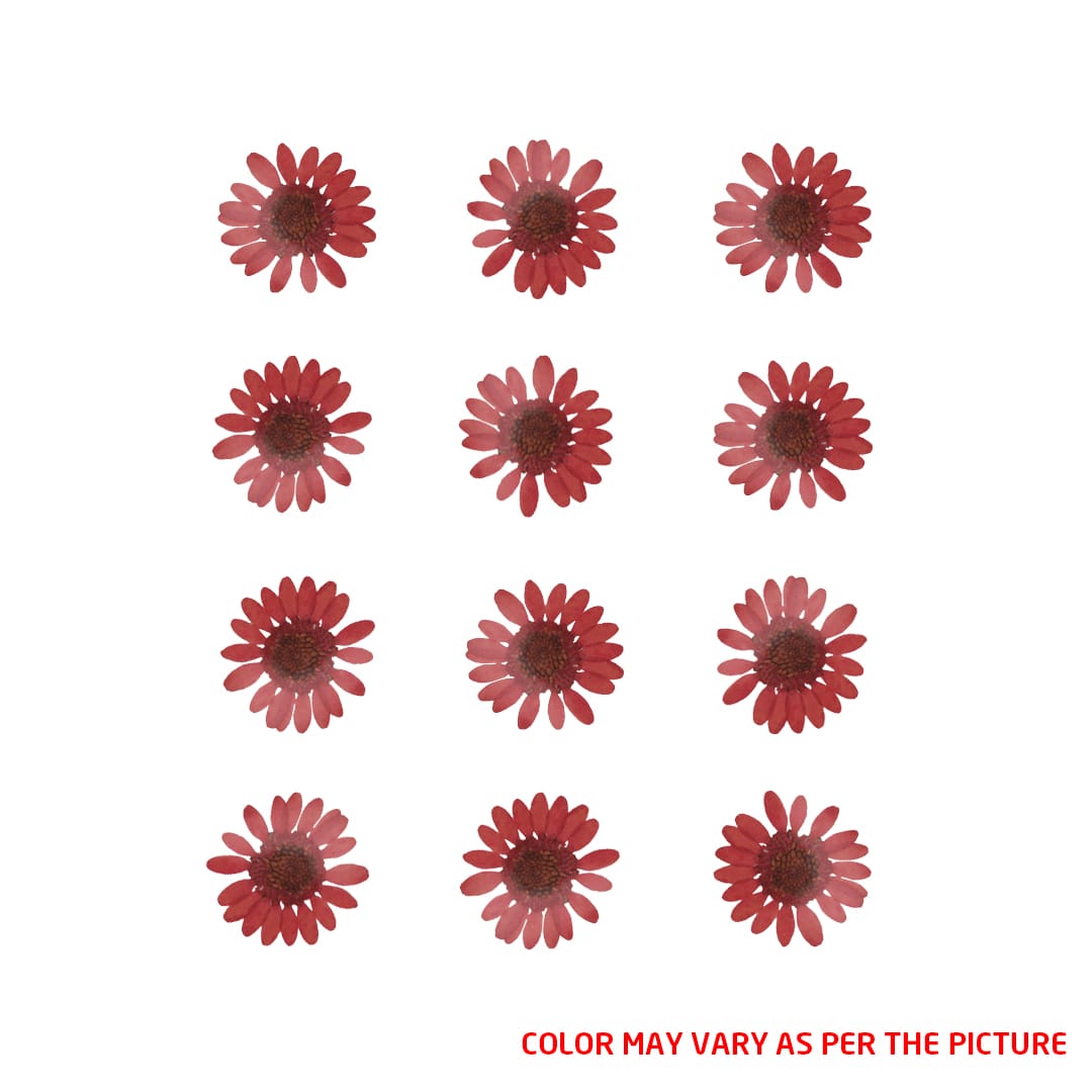 My Store DRY PRESSED FLOWER Mini Red Daisy Pressed Dry Flower