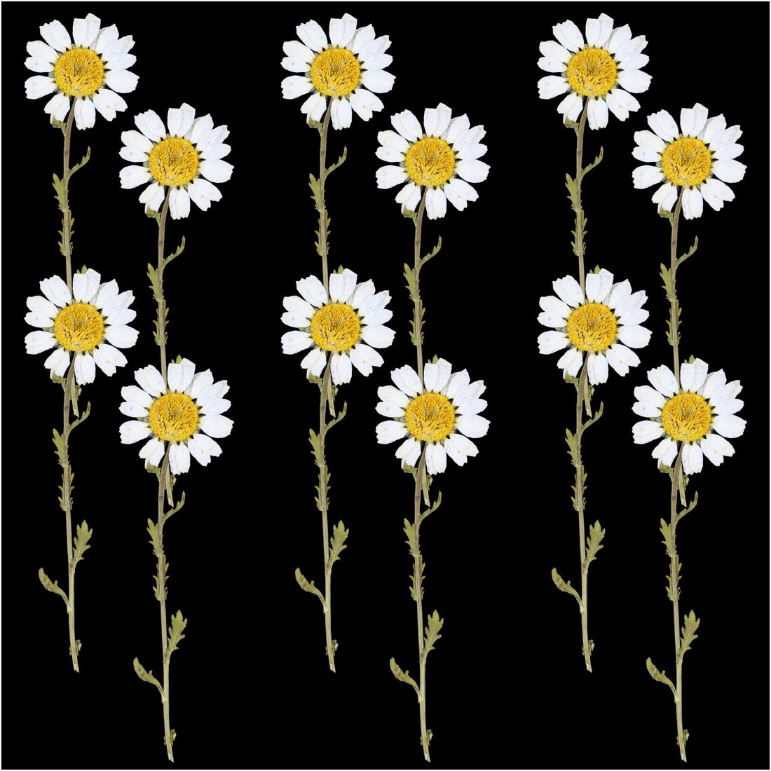 Crafteria DRY PRESSED FLOWER 12Pcs White Daisy Dry Pressed Flower