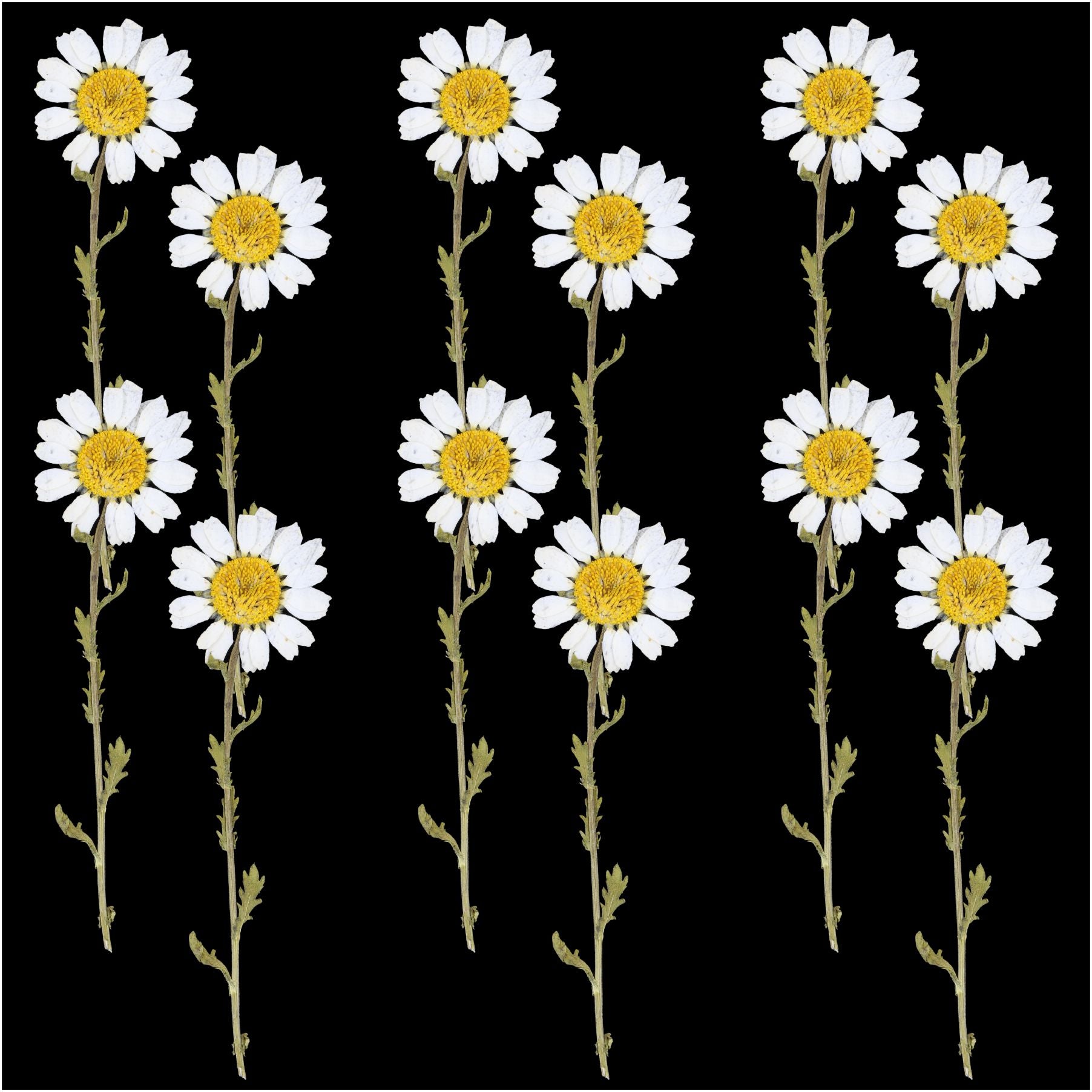 Crafteria DRY PRESSED FLOWER 12Pcs White Daisy Dry Pressed Flower