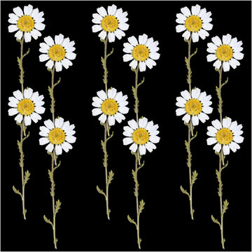 Crafteria DRY PRESSED FLOWER 12Pcs White Daisy Dry Pressed Flower