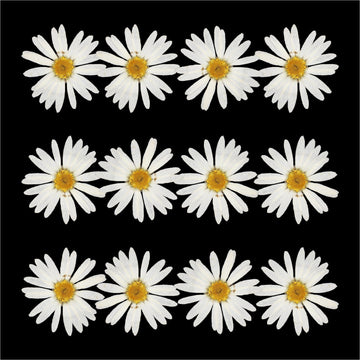 12Pcs White Daisy Dry Pressed Flower