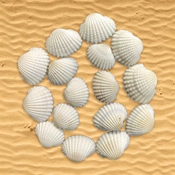 My Store NATURAL SHELL MEDIUM SHELL (100GMS) SH002