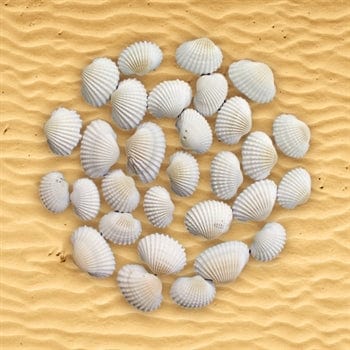 My Store NATURAL SHELL SHELL (100GMS) SH006