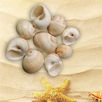 My Store NATURAL SHELL SHELL (100GMS) SH011