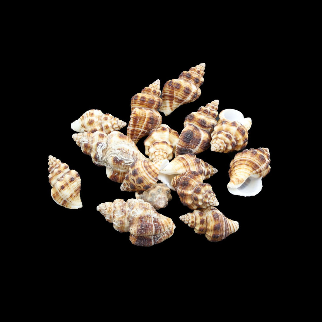My Store NATURAL SHELL Natural Shell (50Gms) SH014