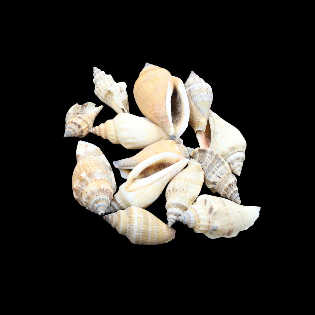 My Store NATURAL SHELL Natural Shell (50Gms) SH015