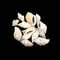 My Store NATURAL SHELL Natural Shell (50Gms) SH015