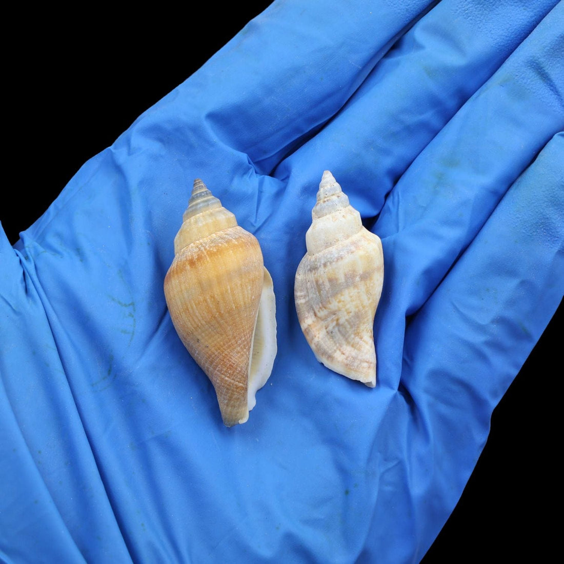 My Store NATURAL SHELL Natural Shell (50Gms) SH015