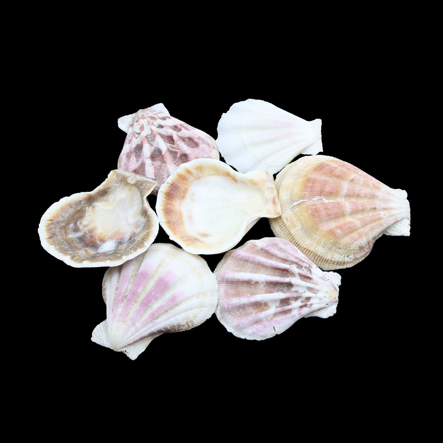 My Store NATURAL SHELL Natural Shell (50Gms) SH016