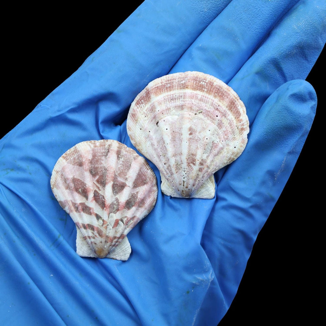 Natural Shell (50Gms) SH016