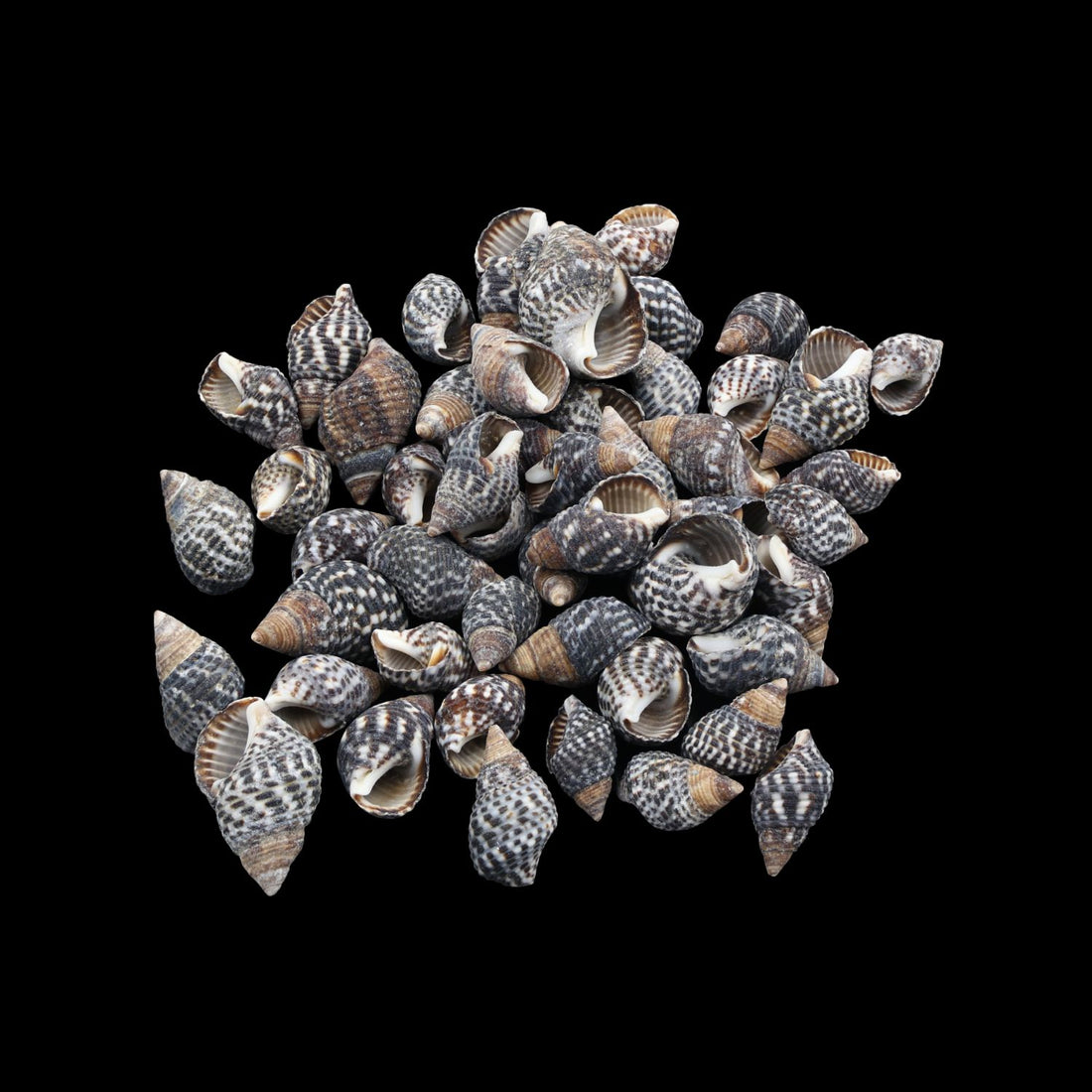 My Store NATURAL SHELL Natural Shell (50Gms) SH017