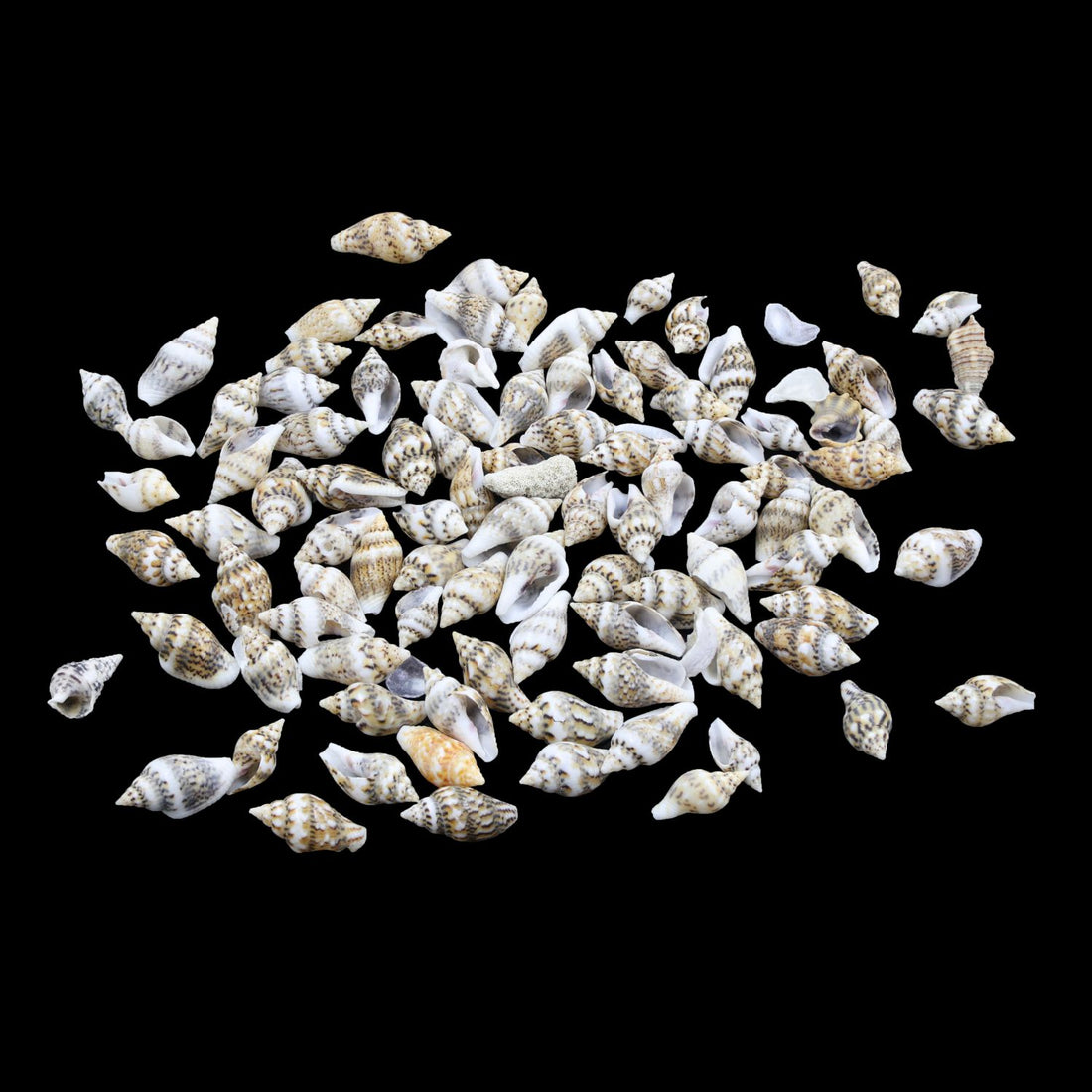 My Store NATURAL SHELL Natural Shell (50Gms) SH018