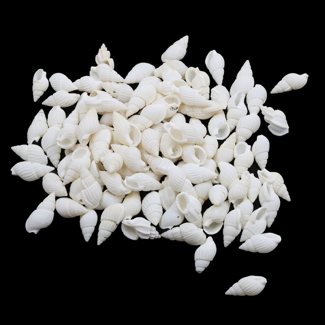 My Store NATURAL SHELL Natural Shell (50Gms) SH020