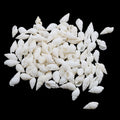 My Store NATURAL SHELL Natural Shell (50Gms) SH020