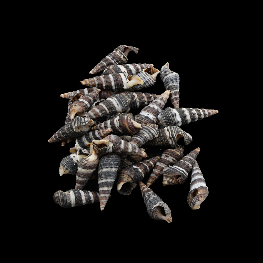 My Store NATURAL SHELL Natural Shell (50Gms) SH022